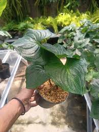 Image result for Cyanastrum