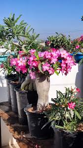 Image result for Adenium oleifolium