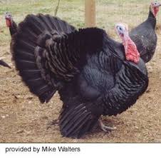 Black And White Turkey Breed Black Turkey Ferrebeekeeper Turkey Breeds Turkey Bird Black Turkey