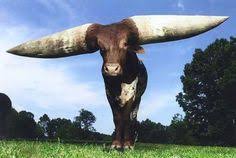 55 Abnormally Giant Animals Ideas Giant Animals Animals Large Animals