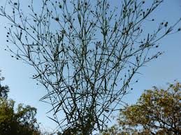 Image result for Oldenlandia herbacea