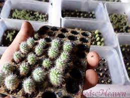 To begin the cultivating process, the seeds of the. How To Grow Cactus Seeds Youtube