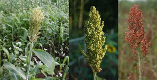 Image result for Sorghum