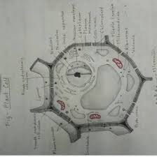 A comparison of plant and animal cells using labelled diagrams and descriptive explanations. Draw A Well Labelled Diagram Of Plant And Animal Cells Showing The Organelles Brainly In