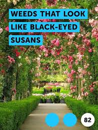 Learn Weeds That Look Like Black Eyed Susans How To Guides Tips And Tricks Hybrid Tea Roses Double Delight Rose Growing Strawberries