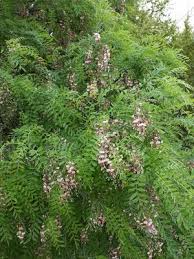 Image result for Styphnolobium