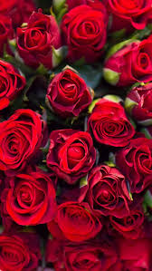You can express your love or friendship with others by sharing these red rose wallpapers! Wallpaper Iphone Red Roses Red Roses Wallpaper Rose Wallpaper Red Roses