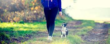 Our certified dog trainers are experts at training puppies! Puppytrainedright Com Online Dog Puppy Training Program