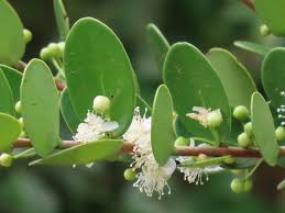 Image result for Eugenia capensis