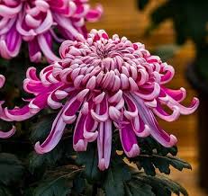 We did not find results for: Chrysanthemum In Europe And In Japan Then And Now