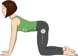 With a nice stable base in table top, this flow offers grounding as we begin to gently open up the back body and activate the core. Download Cow Yoga Pose Cat Cow Pose Png Png Image With No Background Pngkey Com