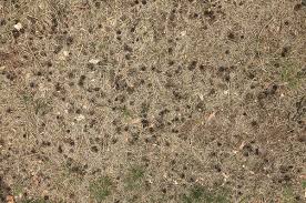 We did not find results for: Leavesdead0050 Free Background Texture Forest Floor Pine Needles Ground Pineapples Pineapple Seamless Seamlessx Seamlessy