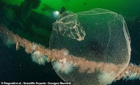 'sea snot' suffocating turkish coasts. Nature Mysterious Jelly Blobs Off Norway Coast May Be Filled With Tiny Squid Eggs And Mucus Ali2day