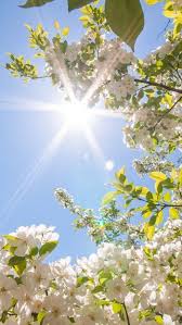 Feel free to use these natures sunshine images as a background for your pc, laptop, android phone, iphone or tablet. 1001 Spring Wallpaper Images For Your Phone And Desktop Computer