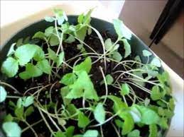 Plus see three easy ways to work them into your kitchen today. Growing Chia Plants Youtube