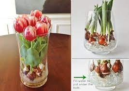 How To Force Tulip Bulbs In Water Growing Tulips Tulip Bulbs Tulips In Vase