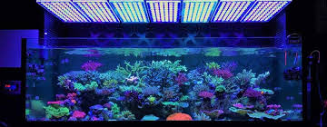 Best Led Lighting For Reef Tanks Reviews Buying Guide 2020