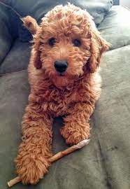The breeders listed below are tried and true, and come highly recommended by the owners of. 11 Best Red Goldendoodle Ideas Red Goldendoodle Goldendoodle Goldendoodle Puppy
