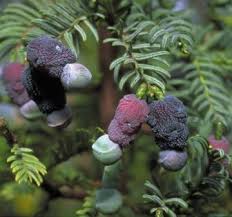 Image result for Podocarpaceae