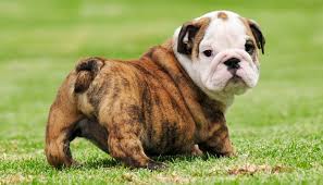 Ingiliz Bulldog Ozellikleri Egitimi Bakimi Ve Beslenmesi Kopek Turleri