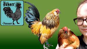 90, weiß bis cremefarbige eier mit einem stattlichen gewicht von bis zu 35g. Mega Zahme Huhner Antwerpener Bartzwerge Bei Saskia Youtube