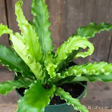 Image result for Asplenium preussii