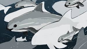 We did not find results for: The Race To Save The World S Smallest Porpoise From Extinction