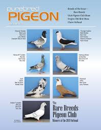 Pigeon Magazine Show Pigeons Performing Pigeons Racing
