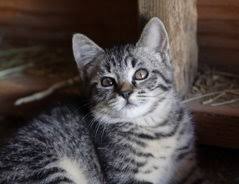 So beendest du das pinkeln in der wohnung mit feliway optimum wissenschaftlich belegt beendet es das pinkeln der katze in der wohnung. Kater Pinkelt In Die Wohnung So Gewohnen Sie Es Ihm Ab