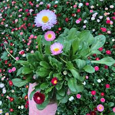 Image result for Bellis