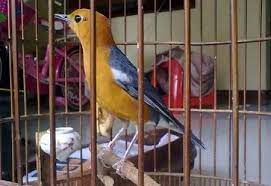 We did not find results for: Agar Tidak Tertipu Kenali Dulu Ciri Anis Jantan Dan Betina Ragam Daerah