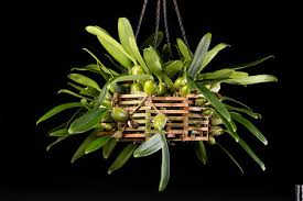 Image result for Bulbophyllum sp. nov