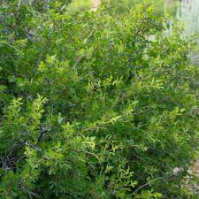 Image result for Tristachya superba