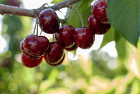 Black tartarian cherries grow best in moderate temperatures. How To Plant Grow Prune And Harvest Cherries Harvest To Table