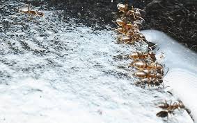 I get a product called terro. Blog Ants And Other Pests Are Drawn To Sugar And Water