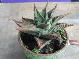 Image result for Haworthia limifolia