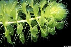 Image result for Aldrovanda