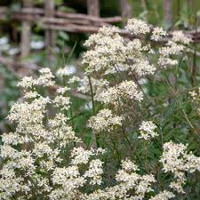 Image result for Clematis recta atropurpurea