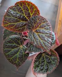 Image result for Ipomoea chloroneura