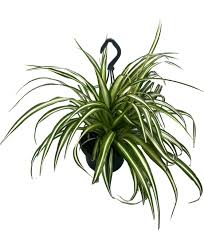 Image result for Chlorophytum zingiberastrum