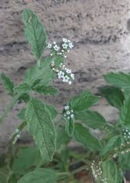 Image result for Hilsenbergia