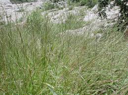 Image result for Digitaria ternata