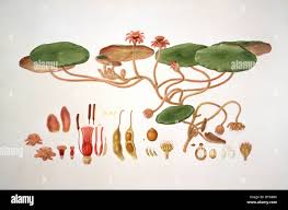 Image result for Brasenia