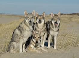 Beim vdh wird die rasse unter saarloos wolfhond angegeben und beim fci unter saarlooswolfhond. Saarloos Zucht