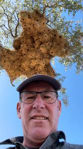 Check out this Social Weaver nest