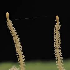 Image result for Sericorema remotiflora