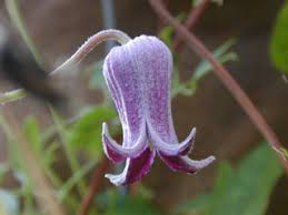 Texas bindweed (convolvulus equitans) also grows naturally in some sunny parts of our backyard. Clematis Pitcheri Purple Leatherflower Native Plants Of North America