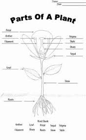 Plant Reproduction Worksheet Answers Awesome This Worksheet Describes The Parts Of The Flower Students In 2020 Parts Of A Flower Plants Worksheets Plant Lessons