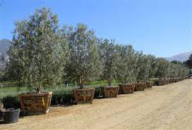 The box tree is a restaurant located in ilkley, west yorkshire, england. Swan Hill Olive Tree Fruitless Olive Tree Low Branching 48 Box Outdoor Landscaping Fruitless Olive Tree Landscape Trees