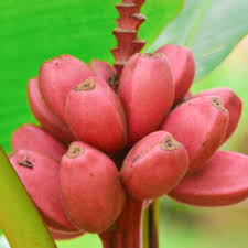 Image result for Coccinia senensis